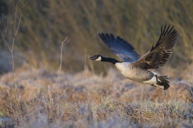保持缄默什么意思，保持缄默是什么意思（部编版语文八下第七八课“读读写写”字词故事创作）