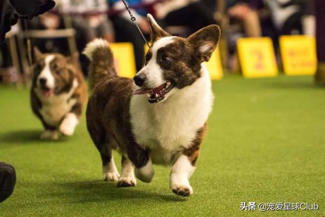 最好的三色柯基犬，稳重聪明的短腿牧牛犬