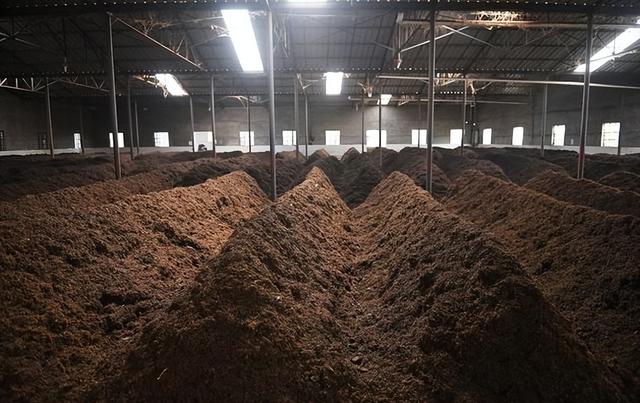 生普和熟普洱茶的区别，女人喝生普洱茶还是熟普洱茶（普洱生茶跟熟茶的区别）