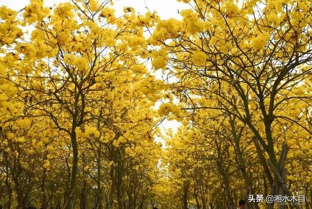 黄金风铃花的花语，黄金风铃花的诗句（你可知黄色风铃花的话语是什么吗）