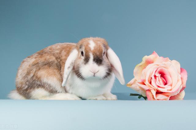 兔后面是什么生肖，十二生肖兔子前面是什么（十二生肖到底是哪十二个动物你知道吗）