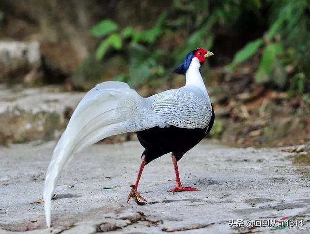 白娴鸟（白娴鸟图片，白娴鸟怎样的养殖（白鹇鸟唯美图片）