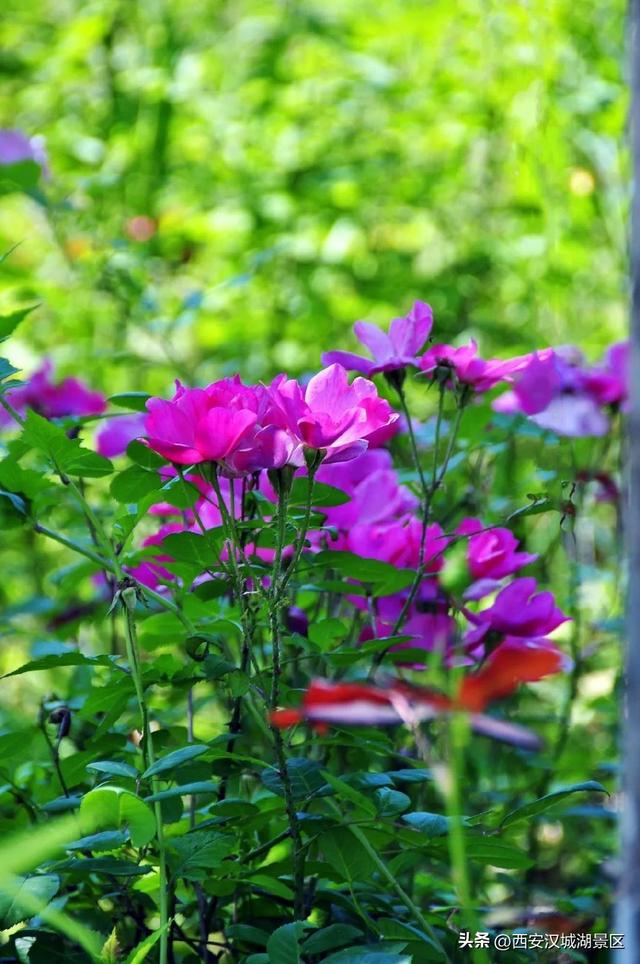 唯美图片清新简约 请允许我成为你的夏季，唯美图片清新简约头像（是时候给你点“颜色”看看了……）