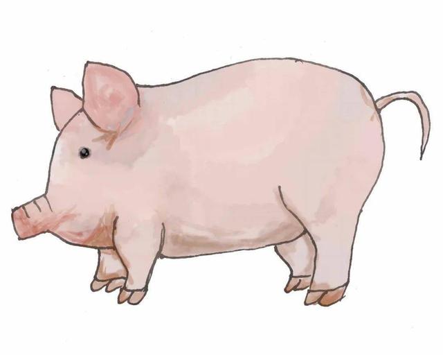 十二月是什么星座，十二星座从一月到十二月分别是什么星座（12时辰、生肖的划分）