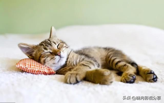 特别关心提示音，如何设置手机QQ特别关心提示音（猫咪关心你才有这6种表现）