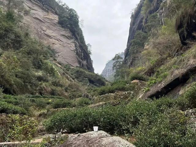 什么东西早上四条腿中午两条腿晚上三条腿，什么东西早上4条腿中午2条腿晚上3条腿（褪火期、适饮期、转化期）