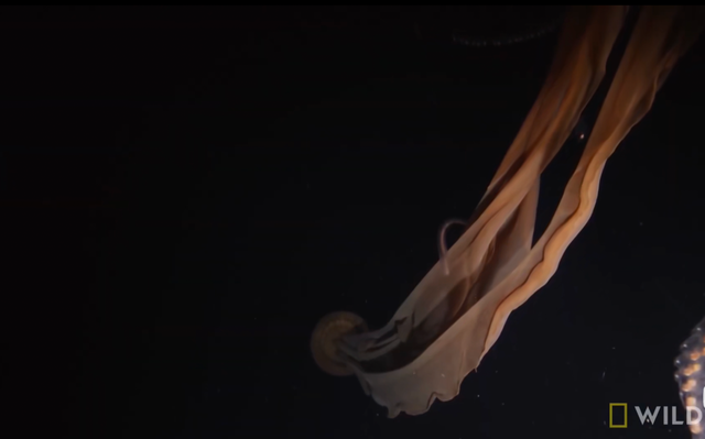 世界上最深的海峡，世界上最深的海峡是什么（你能坚持看到第几层）