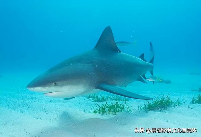 亚马逊热带雨林的危险动物，热带雨林有什么危险的动物（世界上最危险的亚马逊丛林）