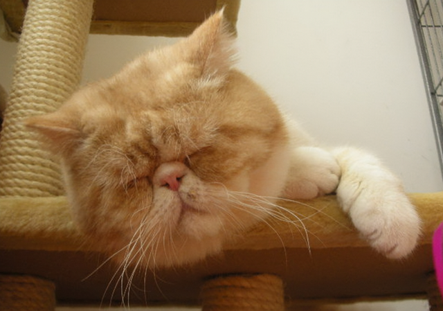 加菲猫价格多少钱一只，加菲猫多少钱一只（脾气“无敌棒”的4种猫）