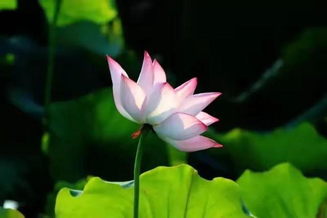 轻诺必寡信下一句，轻诺必寡信下一句是什么（《道德经》：夫轻诺必寡信）