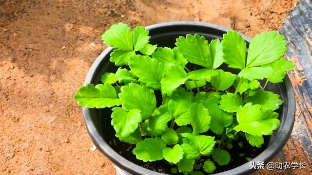 草莓怎么种植方法，秋季草莓种植时间和方法（手把手教你种植草莓）