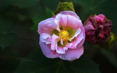 芙蓉是什么花，水中芙蓉是什么花（醉芙蓉最为名贵）