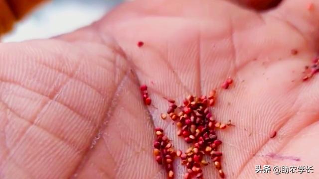 草莓怎么种植方法，秋季草莓种植时间和方法（手把手教你种植草莓）