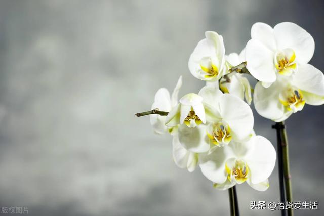 十大最香兰花品种，11种难得一见的名贵兰花