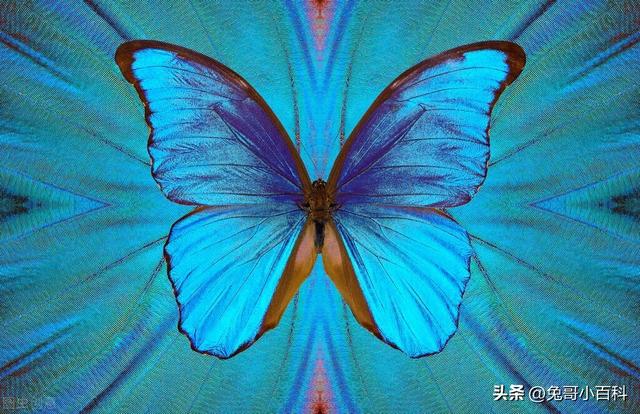 蝴蝶生活习性，蝴蝶王国（蝴蝶的生活环境和特点）