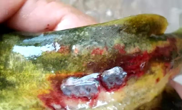 黄骨鱼养殖几个月可以卖，养黄骨鱼包回收是真的吗（源农优品水产助你解决黄颡鱼冬季养殖的问题）