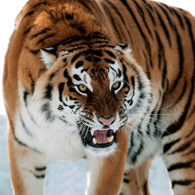 电光石火打一动物，石火光阴是啥动物（老虎用寒冬“天时”杀熊）