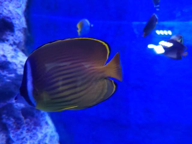 厦门椰风寨游乐场，厦门十大人少好玩的景点是什么（厦门旅游推荐之椰风寨海洋科普乐园）