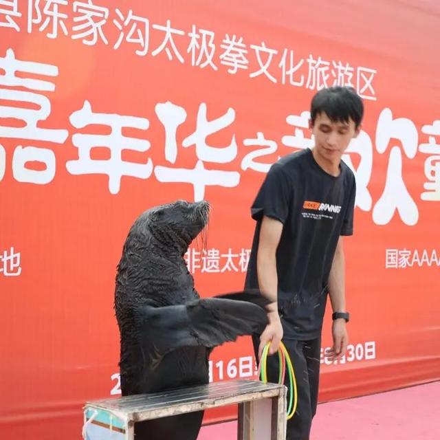 容易表演的小节目，表演的节目有哪些（陈家沟景区上演海狮表演）