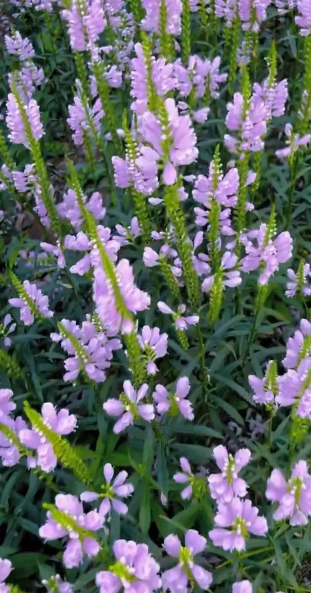 假龙头，假龙头种植基地（分享图片：假龙头花：美人如花）