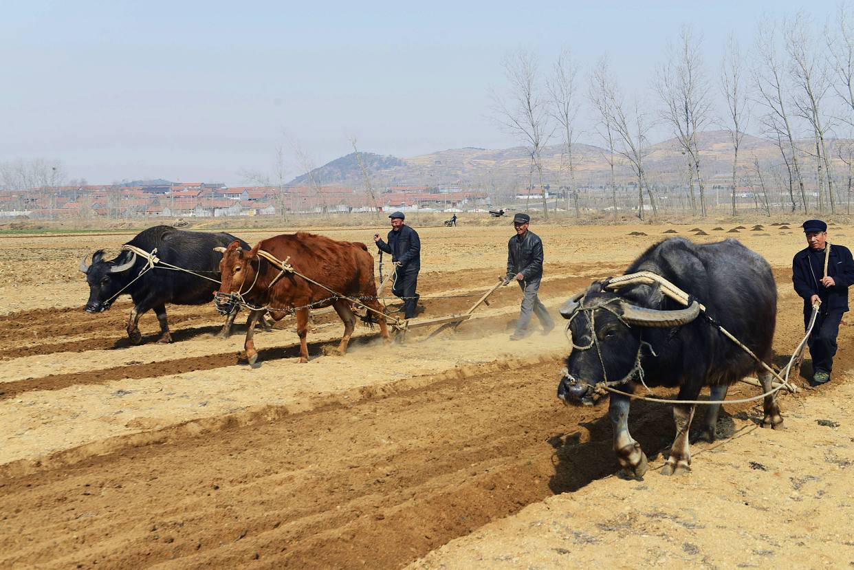 说,在壬寅虎年,老祖宗便按照干支纪年的方式,预测了虎年是"五牛耕田