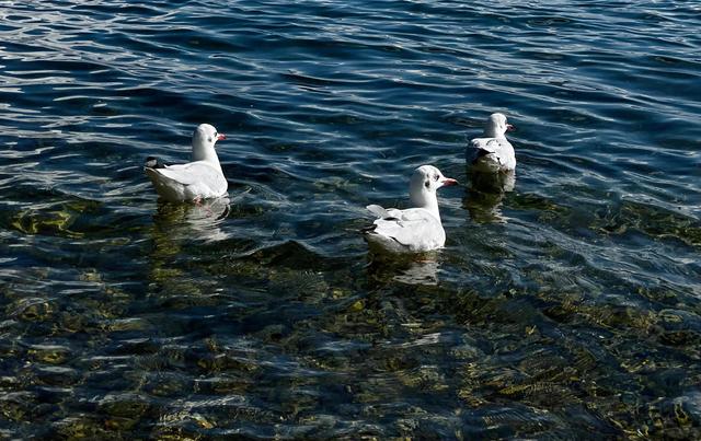 云南泸沽湖一日游攻略，一月泸沽湖旅游攻略（丽江出发泸沽湖一日游攻略）