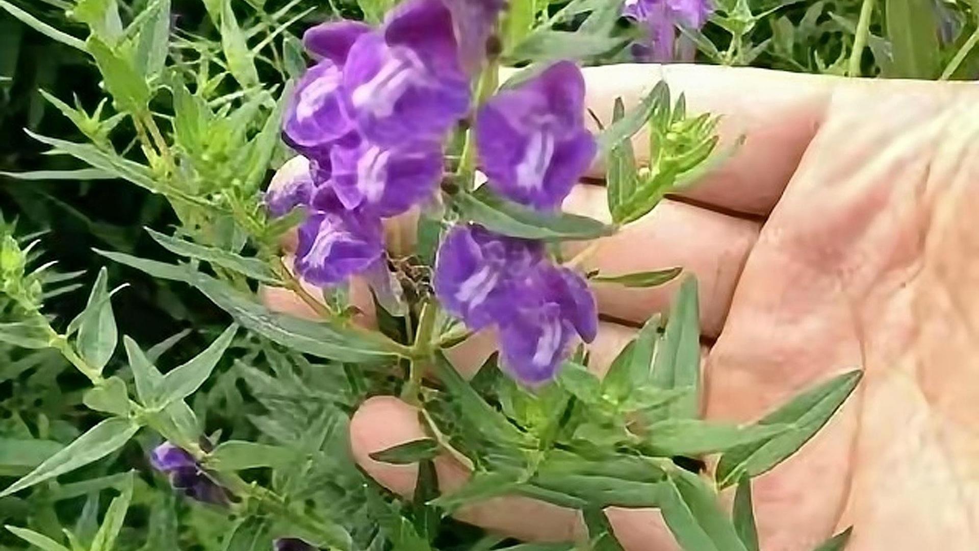种地种什么赚钱(种地怎么种能挣钱)