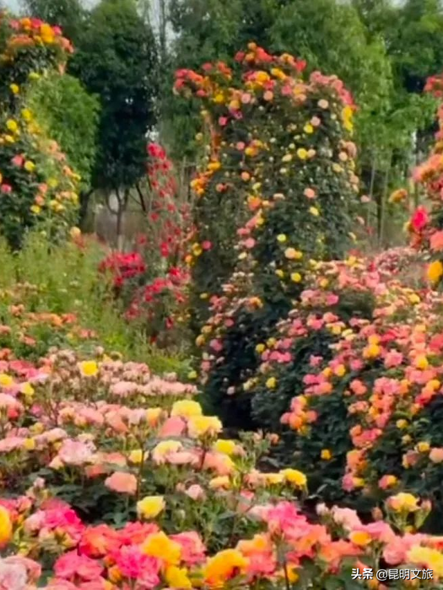 市花和市树是什么，杭州的市树和市花是什么（昆明400亩网红月季花海）