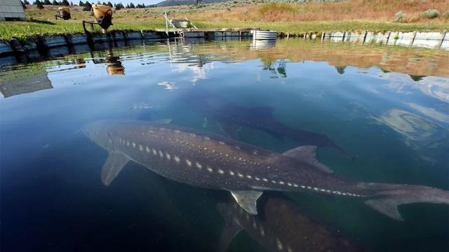 史上最大的淡水鱼类，湄公河捕获600斤黄貂鱼