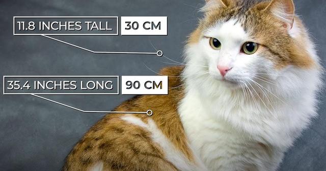 猫的种类图片及名称，猫的种类图片及介绍（猫的种类和性格特点）