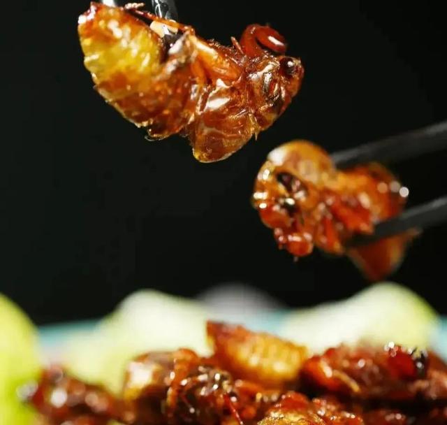 蝉怎么炒才好吃，蝉炒来吃有什么好处（不能错过的夏日应季美食——知了猴）
