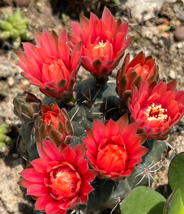 仙人掌不是花，没法让人捧在手心上。，仙人掌有什么品种（花大色艳开满了图片）