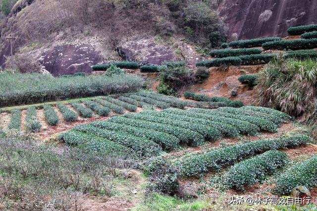 武夷山岩茶是什么茶，武夷山岩茶是什么茶?崇亮传播茶文化（我眼中的武夷山）