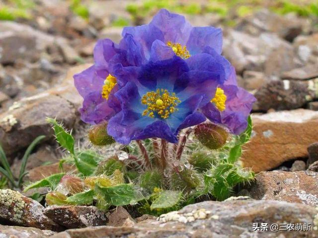 金花茶价格多少钱一斤，菊花茶价格多少钱一斤（这5种“花”可要谨慎购买）