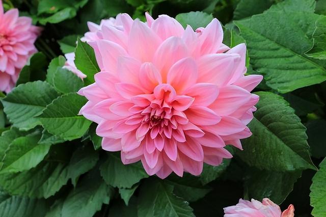 2022年属虎两喜，2022年属虎喜用字（2022壬寅虎年）