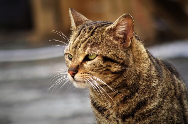 中国狸花猫的品种介绍，我国特有的狸花猫那么忠诚