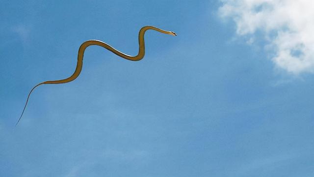 为什么金花蛇无翅却能飞，金花蛇会飞告诉我们一个什么道理（研究员发现金花蛇的秘籍）