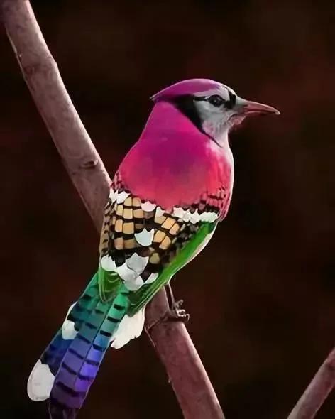 七彩文鸟的养殖方法，七彩文鸟的详细养殖知识（大自然中的“彩色精灵”）