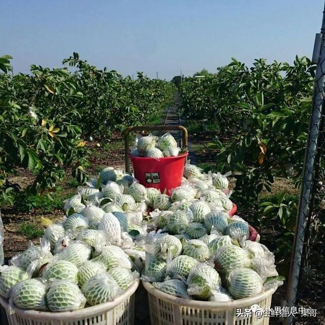 芭乐是什么水果，芭乐是什么水果-吃了对人体好吗（又被茶饮店们带火了）