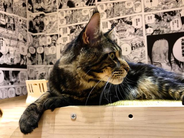 缅因猫，网友：养了之后就不想换猫了（缅因猫多少钱一只）