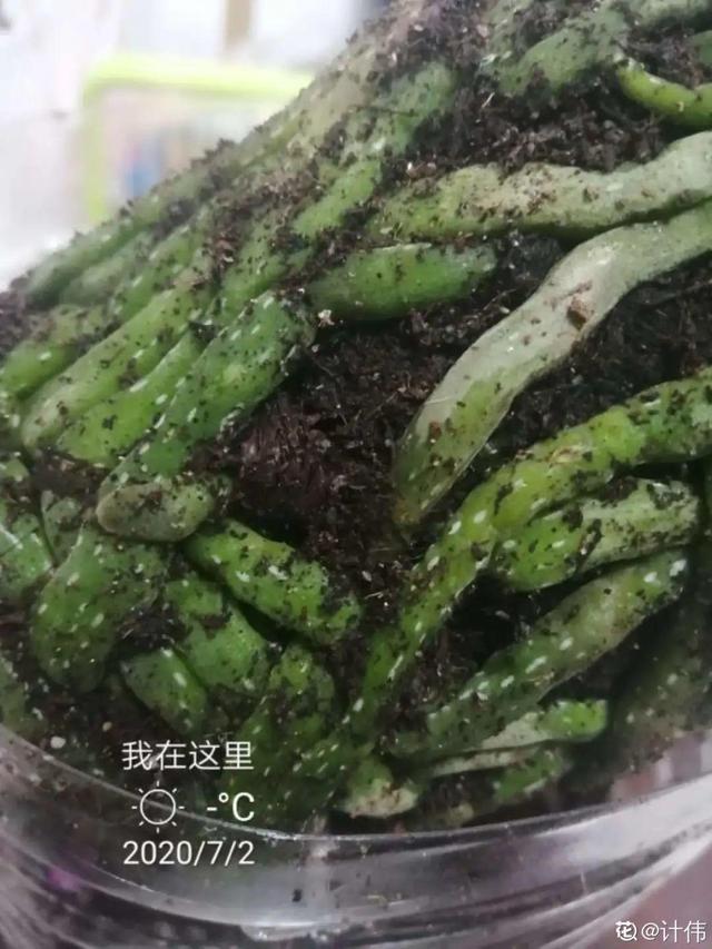 十大寓意幸运的花，十大寓意幸运的花图片（一个月内要涨价）