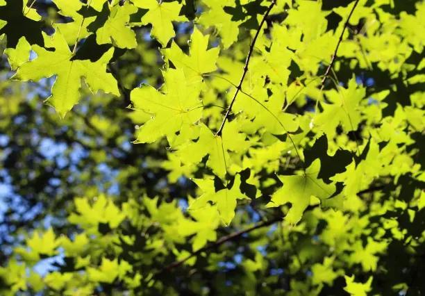 处暑意味着什么，处暑意味着什么变化（“处暑不出伏）