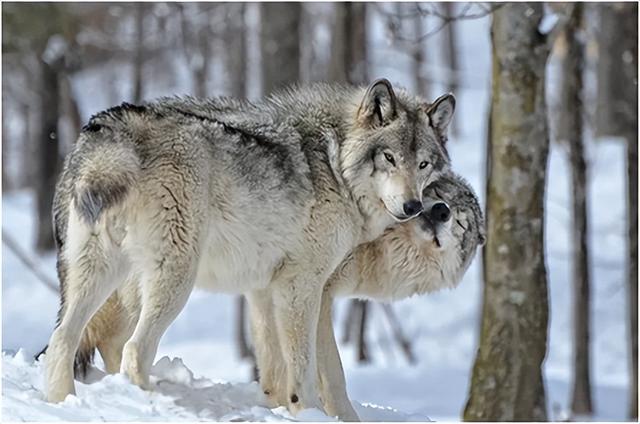 什么动物是夫妻肖，夫妻生肖有哪几肖（你知道它们是哪些吗）