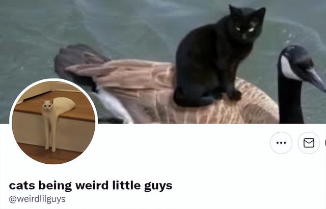 可爱猫，可爱猫咪名字（歪果网友分享各种古怪可爱的小猫咪图片）