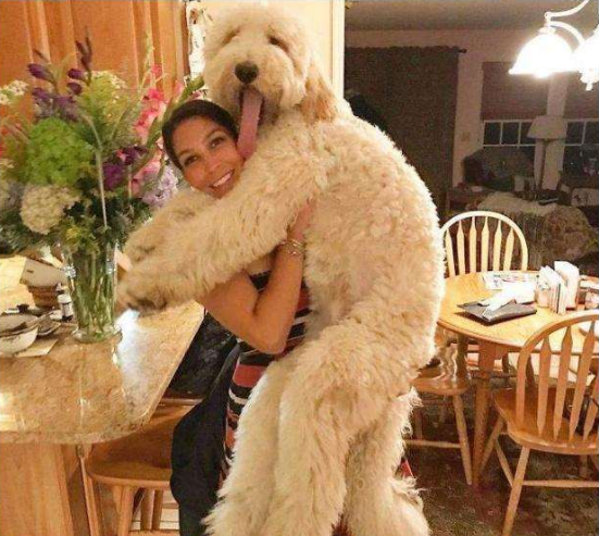 贵宾犬和泰迪的区别，贵宾狗狗图片（养狗火葬场：巨型贵宾犬）