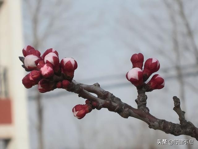 有关杏花的诗句，关于杏花的诗句有哪些（一枝红杏出墙来）