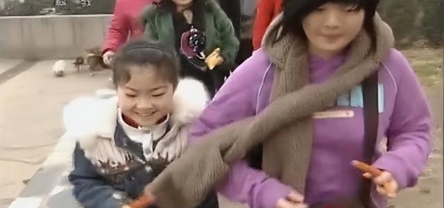 狼的寿命，北极狼的寿命（2008年陕西男子捡到一条“狗”）