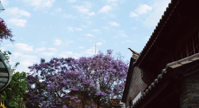 云南最好吃的野生菌在哪，中国最浪漫城市非她莫属