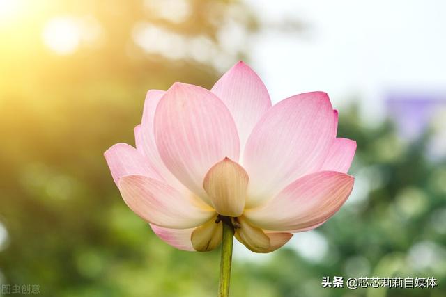 平静的生活经典句子，心态好格局大的句子（平静人心的句子）