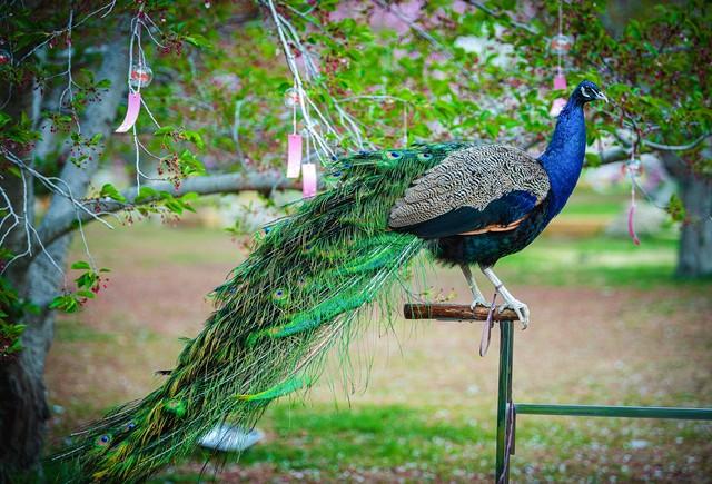 做什么梦说明爱情要来了，什么梦预示真爱到了（爱情魅力追求梦）